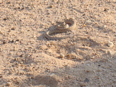 A snake!