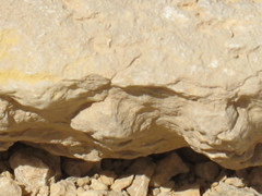 Close-up of the nautilus