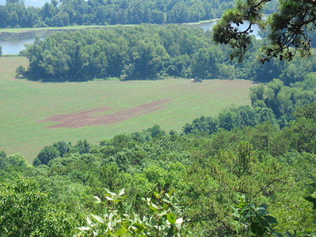 Arkansas Green!