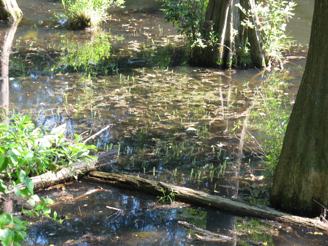 Nasty Arkansas Swamp Water