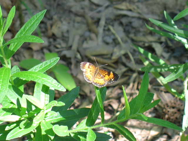 A Butterfly, perched perfectly