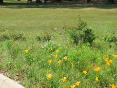 Yellow Flowers