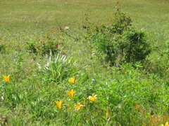 Lots of colored flowers