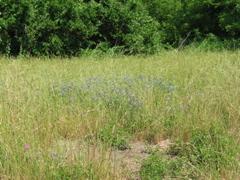 Bluebonnets!