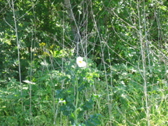 A single white flower