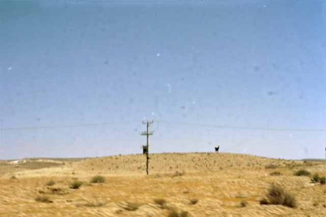 Fake Cow on Sand Dune in Desert