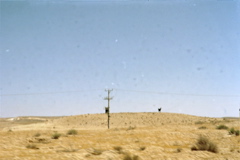 Fake Cow on Sand Dune in Desert