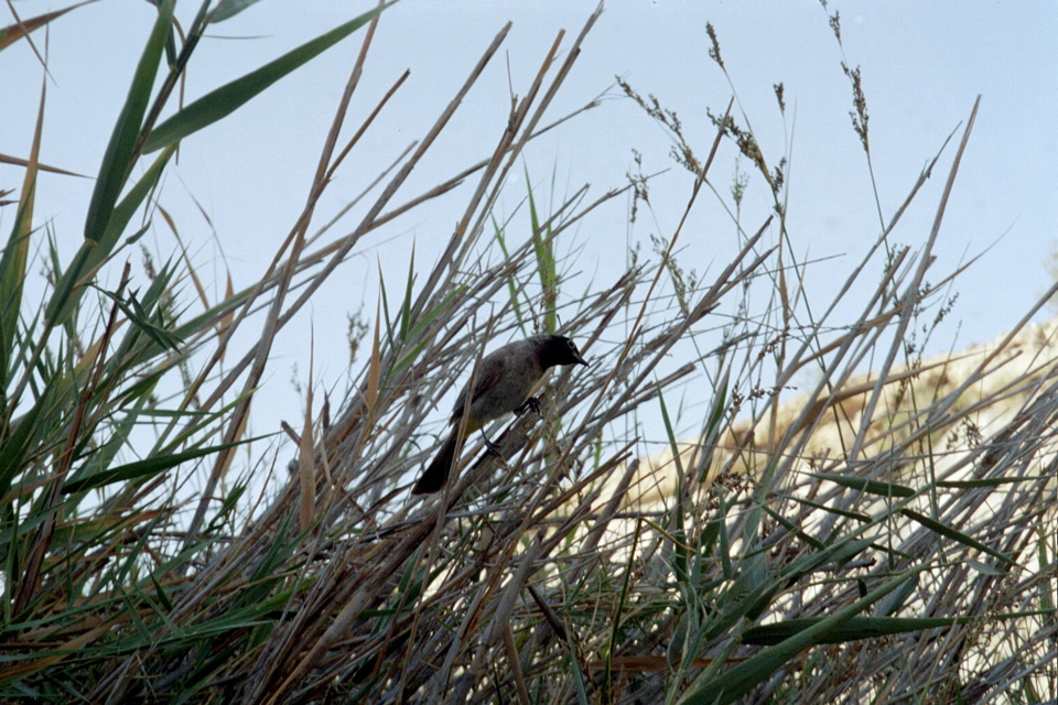 Bird in Bush