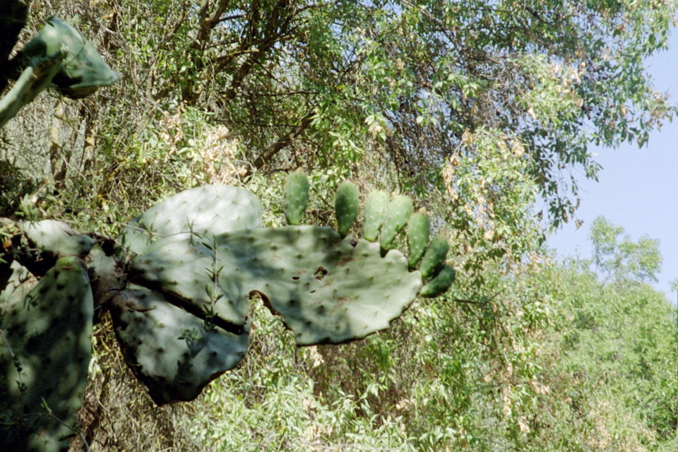 Cactus in HaGalil