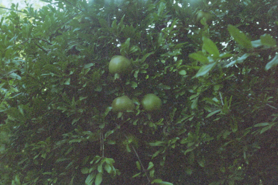 Unripe Pomegranates