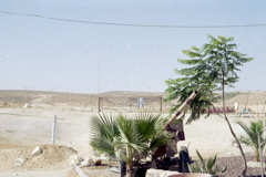 Artillery in bush