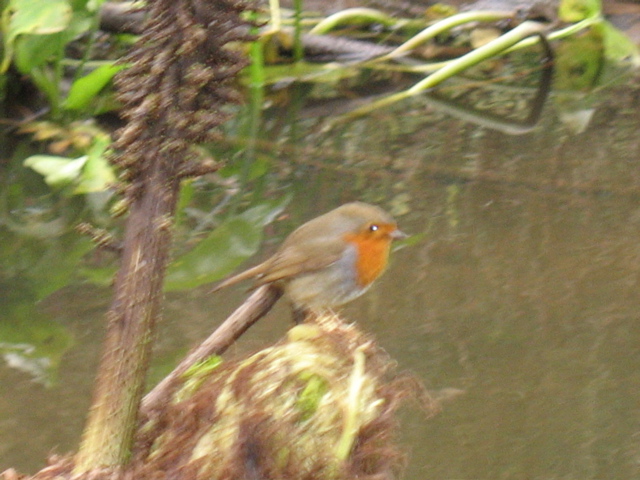 A pretty bird on one of the bats