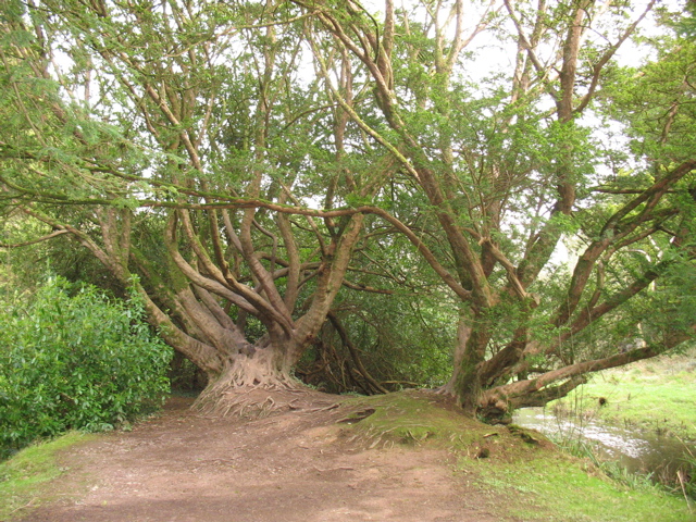 Crazy huge trees