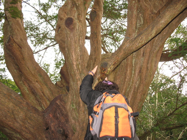 Daniel climbs a tree