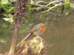 A pretty bird on one of the bats