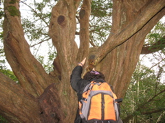 Daniel climbs a tree