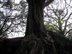 Witch Tree