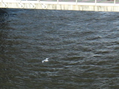 A bird flies over the Thames