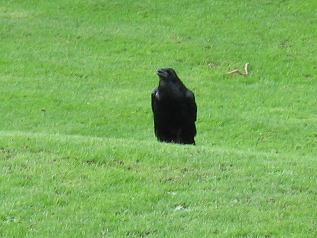 Giant Raven!