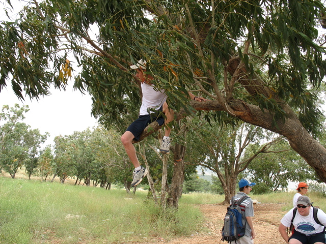 Ross in a tree