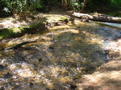 The stream